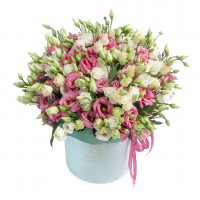 Box of White and Pink Eustoma Mix 