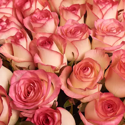 Зображення товару Букет 25 Троянд Джумілія, пакування: Пудрова, артикул: 2636