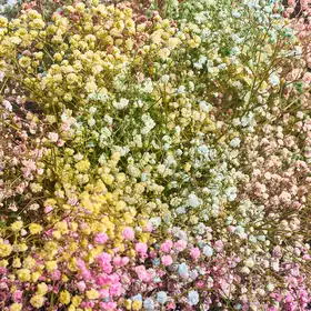 Букет 25 Гіпсофіл Фарбованих