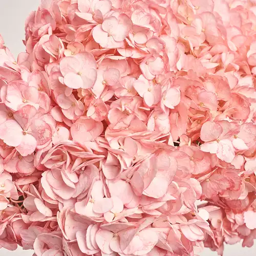 Зображення товару Букет 5 Рожевих Гортензій, пакування: Кафін кремовий, артикул: 2739