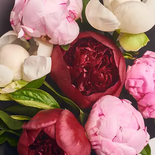 Изображение товара Букет 7 Пионов Микс, упаковка: Серая, артикул: 2751