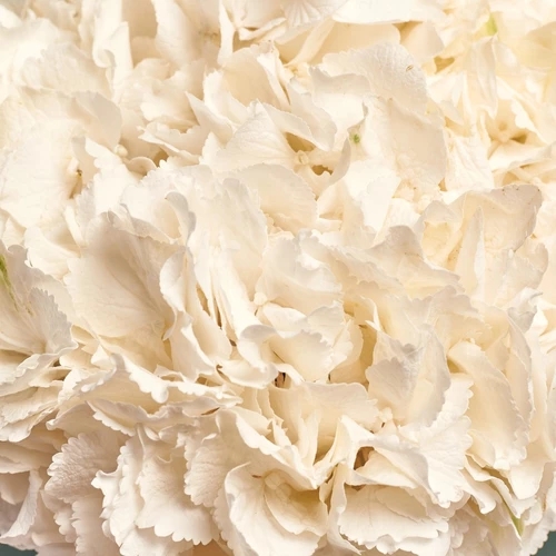 Зображення товару Букет 5 Білих Гортензій, пакування: Зелена, артикул: 2760