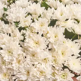 Букет 51 Біла Хризантема