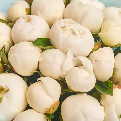 Изображение товара Букет 25 Белых Пионов, упаковка: Голубая, артикул: 2776