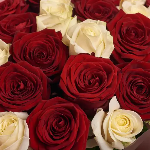 Product image Bouquet of 25 Mix of Red and White Roses, packaging: Powder, vendor code: 2376
