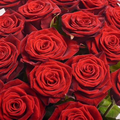 Product image Bouquet of 25 Red Roses Grand Prix, packaging: 
Graphite, vendor code: 2057