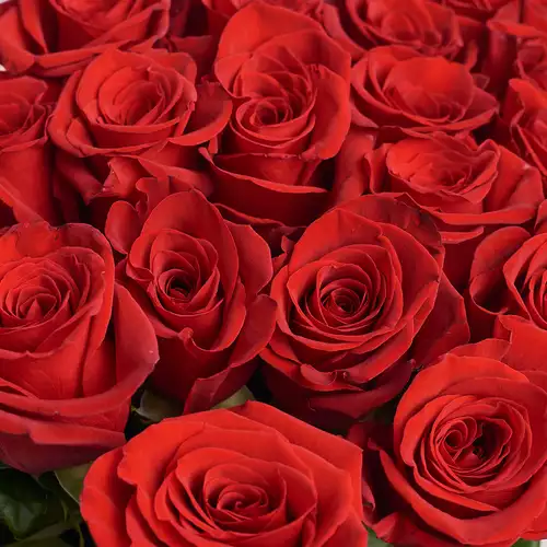 Product image Bouquet of 25 Red Roses Freedom, vendor code: 2390