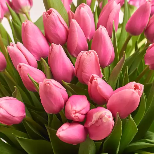 Product image Bouquet 101 Pink tulip, packaging: Blue, vendor code: 2361