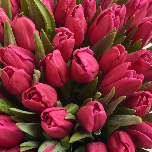 Product image Bouquet 101 Hot pink tulip, packaging: Blue, vendor code: 2241