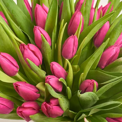Product image Bouquet 51 Hot pink tulip, packaging: Powder, vendor code: 2365
