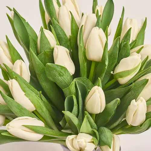 Product image Bouquet of 25 White tulips, packaging: Blue, vendor code: 2257