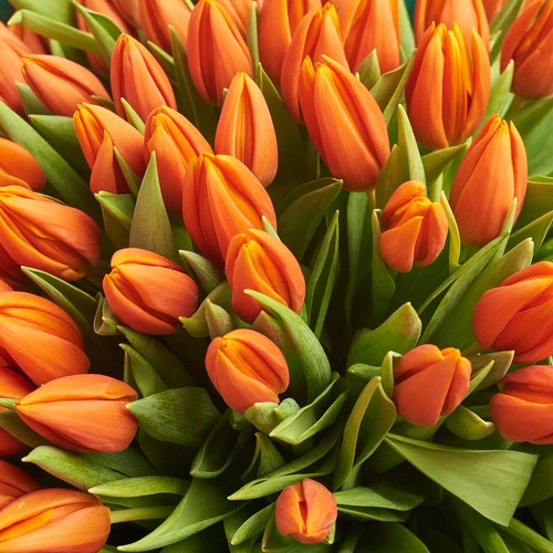 Product image Bouquet 51 Orange tulip, packaging: Сraft, vendor code: 2295