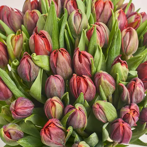 Product image Bouquet 51 Red peony tulip, packaging: Green, vendor code: 2292