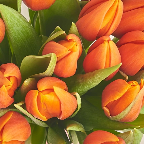 Product image Bouquet of 25 Orange tulips, packaging: Blue, vendor code: 2262