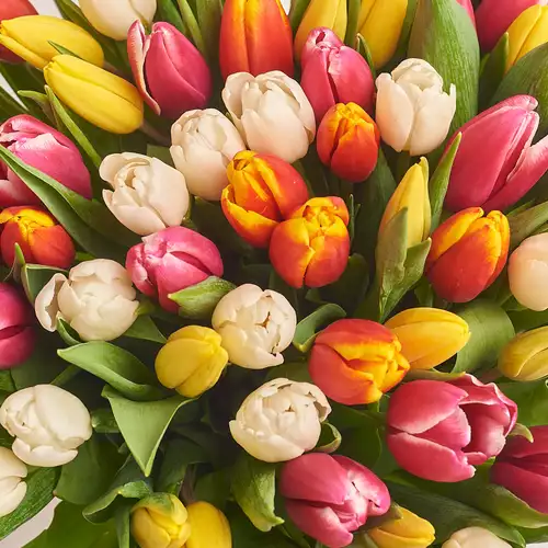 Product image Bouquet of 75 Tulips mix, packaging: White, vendor code: 2328