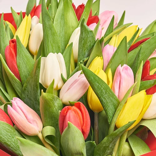 Product image Bouquet 51 Tulip mix, packaging: Red, vendor code: 2299