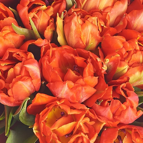 Product image Bouquet 15 Red Peony tulips, packaging: Green, vendor code: 2179