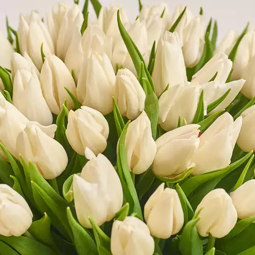 Product image Bouquet of 35 White tulips, packaging: Blue, vendor code: 2270