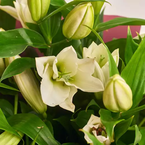 Product image Bouquet of 11 White Lilies, packaging: Blue, vendor code: 2091