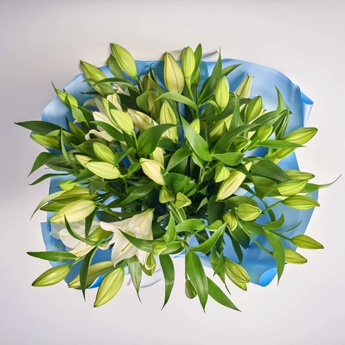 Product image Bouquet of 11 White Lilies, packaging: Gradiens blue, SKU: 2091