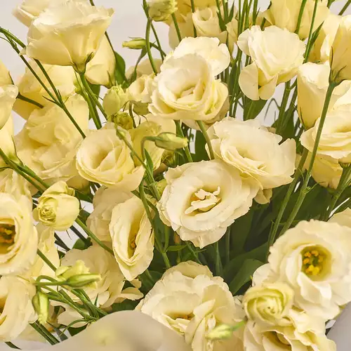 Product image Bouquet of 11 Cream Eustoma, packaging: Transparent, vendor code: 2104