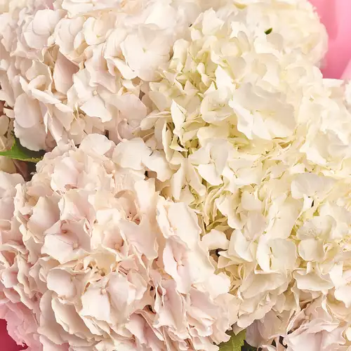 Product image Bouquet of 11 White Hydrangeas, packaging: Coral, vendor code: 2085
