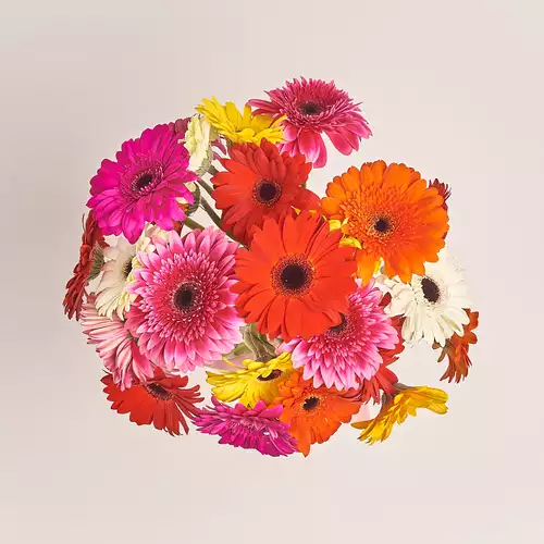 Product image Bouquet of 25 Gerberas mix, packaging: Without packaging, vendor code: 996