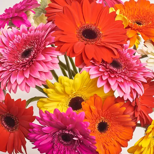 Product image Bouquet of 25 Gerberas mix, packaging: Kafin rose, vendor code: 996