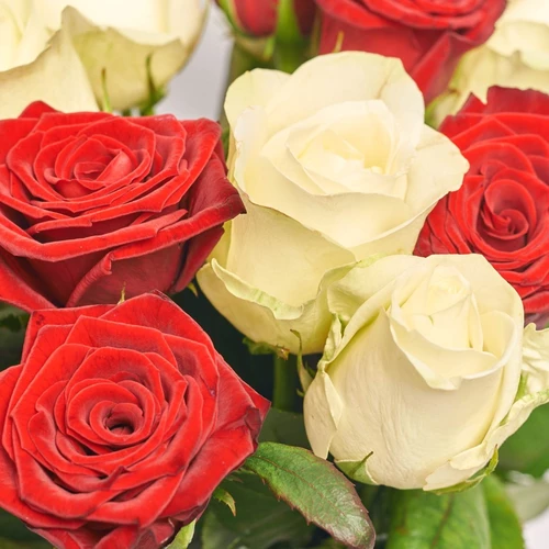 Product image Bouquet 17 Mixed Red and White Roses, packaging: Powder, SKU: 2375