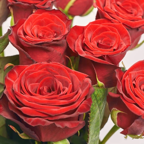 Product image Bouquet of 11 Red Roses Grand Prix, packaging: Red, SKU: 2056