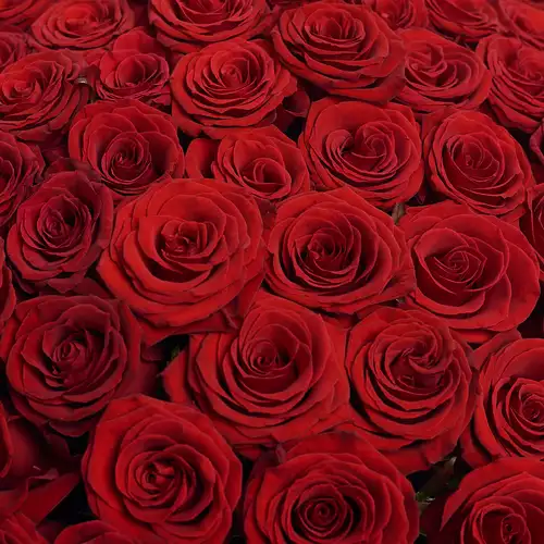 Product image Bouquet of 101 Red Rose Prestige , packaging: Without packaging, vendor code: 2431