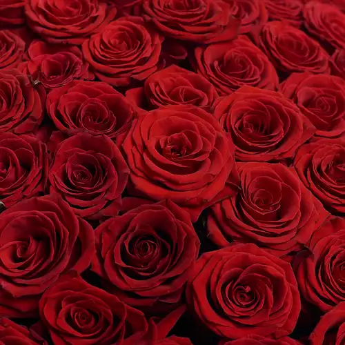 Product image Bouquet of 101 Red Rose Prestige , packaging: Gray, vendor code: 2431