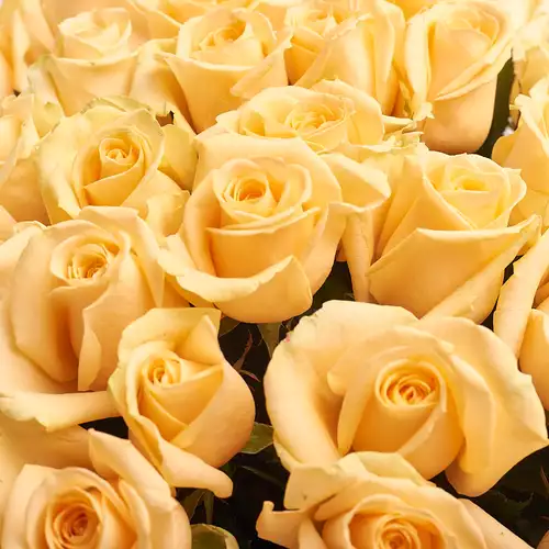 Product image Bouquet of 101 Peach rose, packaging: Coral, vendor code: 2070