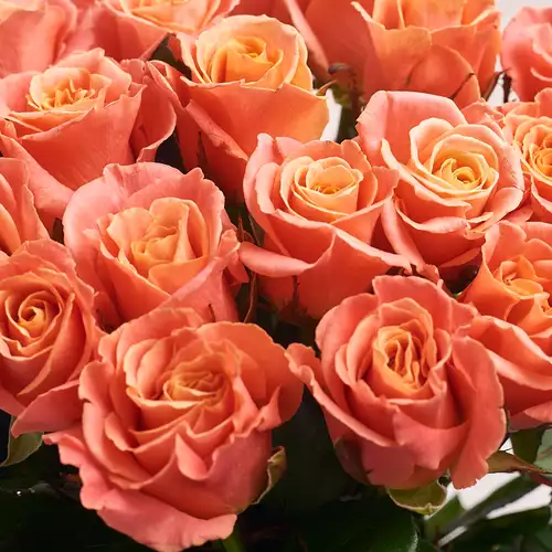 Product image Bouquet of 19 Roses Miss Piggy , packaging: Blue, vendor code: 2389