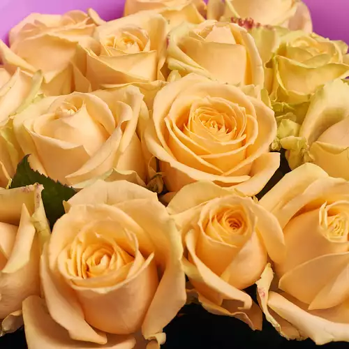 Product image Bouquet of 15 Peach Roses, packaging: Purple, vendor code: 2386