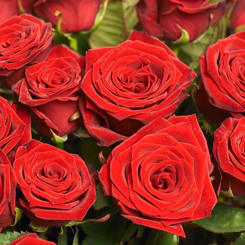 Product image Bouquet 51 Red Rose Grand Prix, packaging: White, SKU: 2291