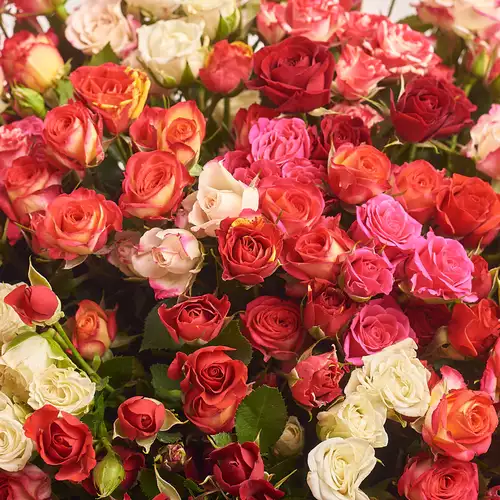 Product image Bouquet of 101 Roses spray mix, packaging: Blue, vendor code: 2039