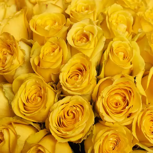 Product image Bouquet 51 Yellow roses, packaging: Gray, vendor code: 2240