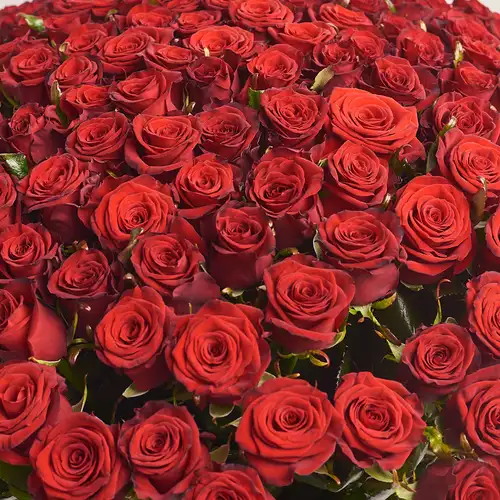 Product image Bouquet 151 Red Rose Prestige, packaging: Kafin rose, vendor code: 2432