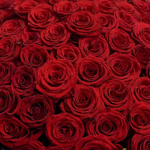 Product image Bouquet 201 Red Rose Prestige , vendor code: 2433