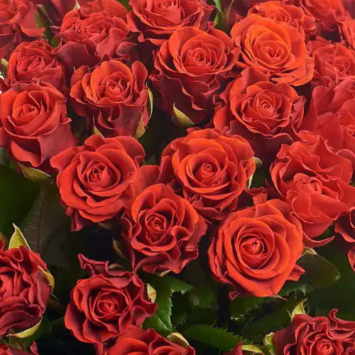 Product image Bouquet of 59 Roses Eltoro, packaging: Green, vendor code: 2391