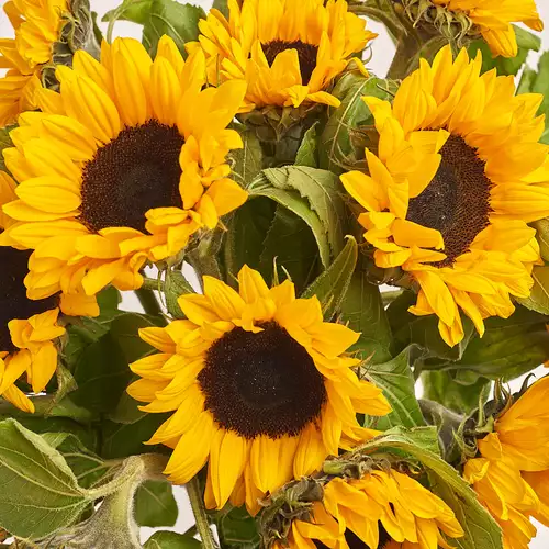 Product image Bouquet of 15 Sunflowers, packaging: Сraft, vendor code: 2087