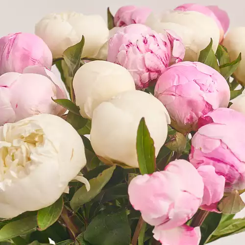 Product image Bouquet of 15 Gentle Peonies Mix, packaging: Pink, vendor code: 2252
