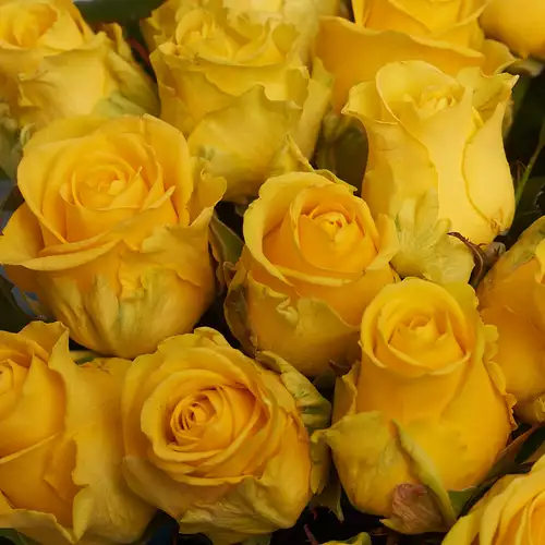 Product image Bouquet of 29 Yellow roses , packaging: Blue, vendor code: 2267