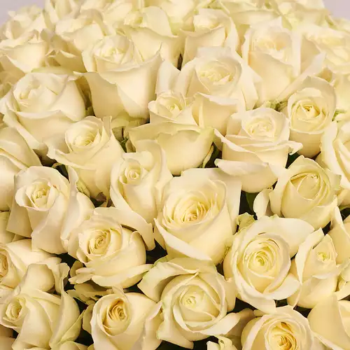 Product image Bouquet of 75 White Roses , packaging: Purple, vendor code: 2321