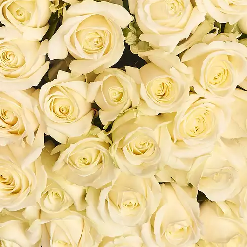 Product image Bouquet of 101 White Roses , packaging: Without packaging, vendor code: 2079