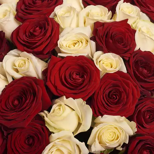 Product image Bouquet 51 Mixed Red and White Roses , packaging: Powder, vendor code: 2382