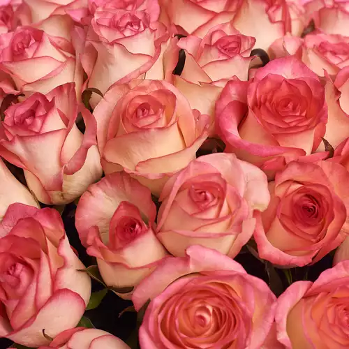 Product image Bouquet of 51 Jumilia Roses, packaging: Pink, vendor code: 2127