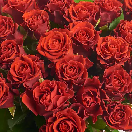 Product image Bouquet of 39 Roses Eltoro, packaging: White, vendor code: 2239