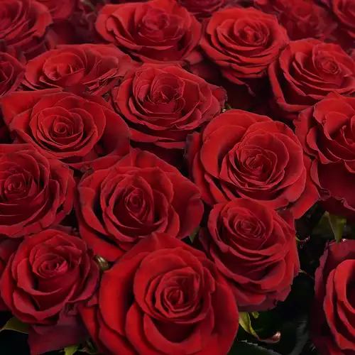 Product image Bouquet of 35 Red Roses Prestige , packaging: Without packaging, vendor code: 2428